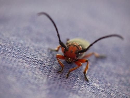 Phytoecia rubropunctata